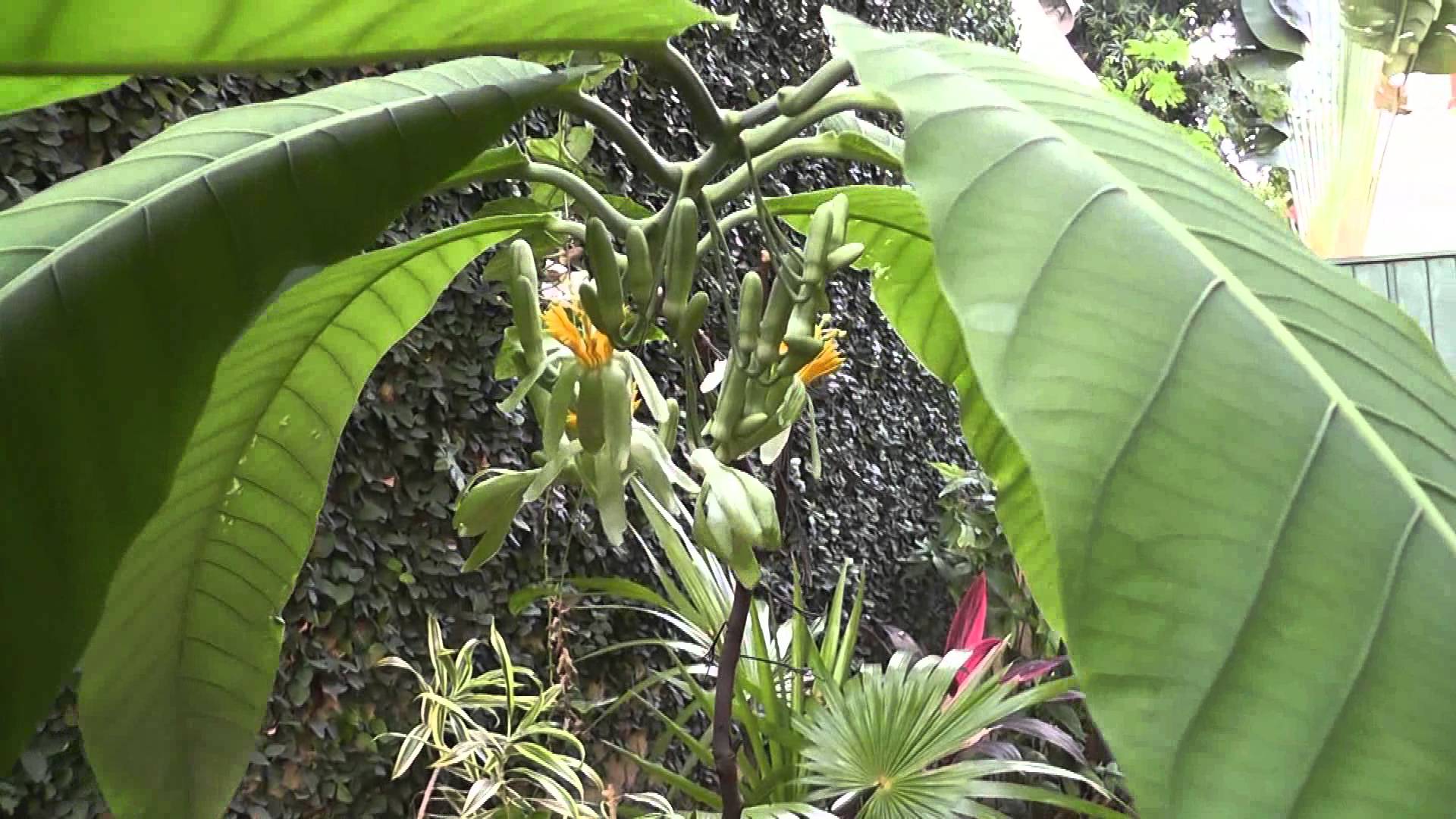 Passiflora macrophylla